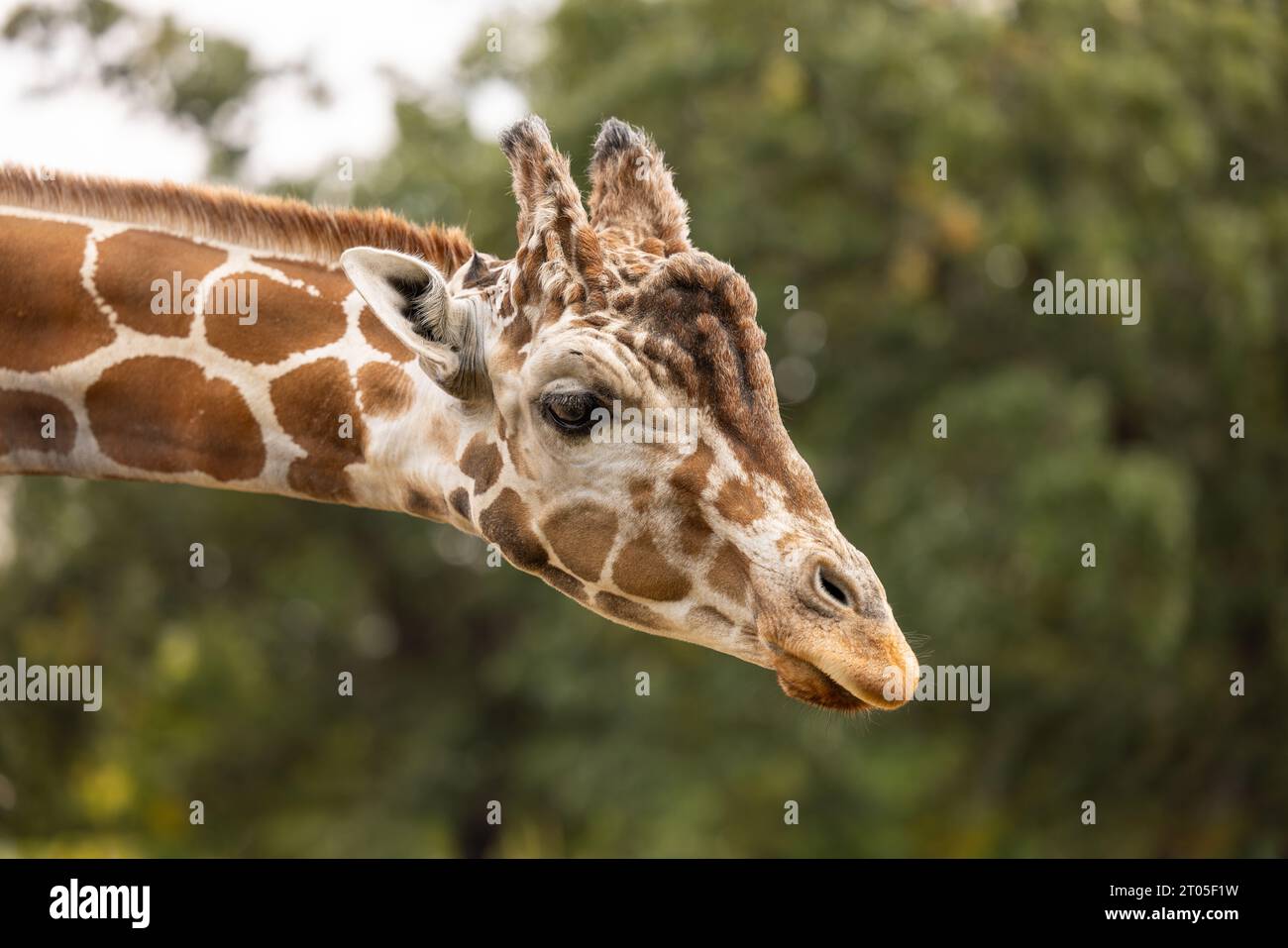 Ein Kopfschuss einer Giraffe. Stockfoto