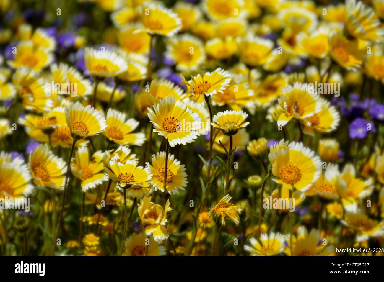 3 stunden schöne blumen Fotos und Bildmaterial in hoher Auflösung Alamy