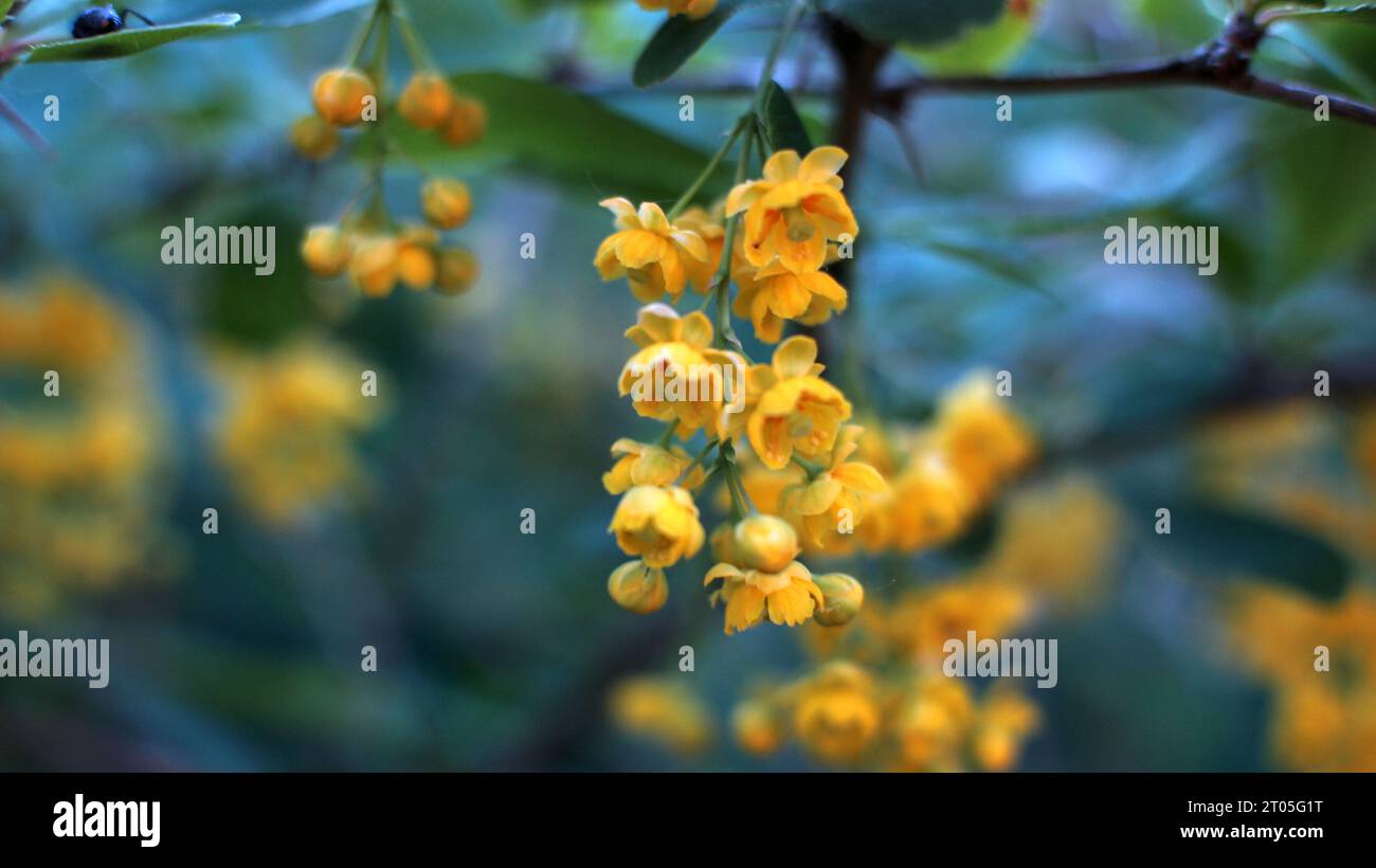 3 stunden schöne blumen Fotos und Bildmaterial in hoher Auflösung Alamy