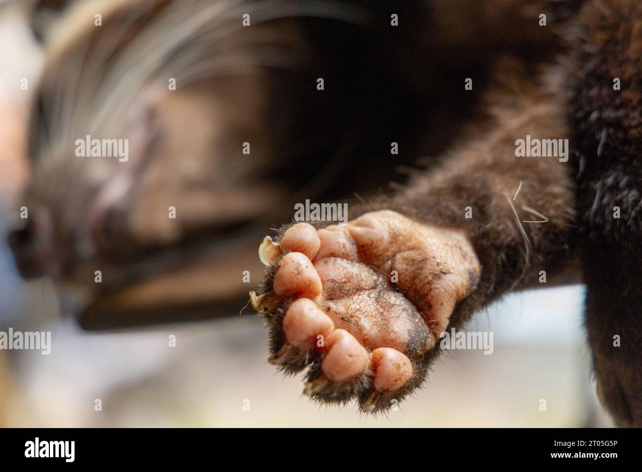 Nahaufnahme der Unterseite einer schlafenden asiatischen Palmzibete (Paradoxurus hermaphroditus) Stockfoto