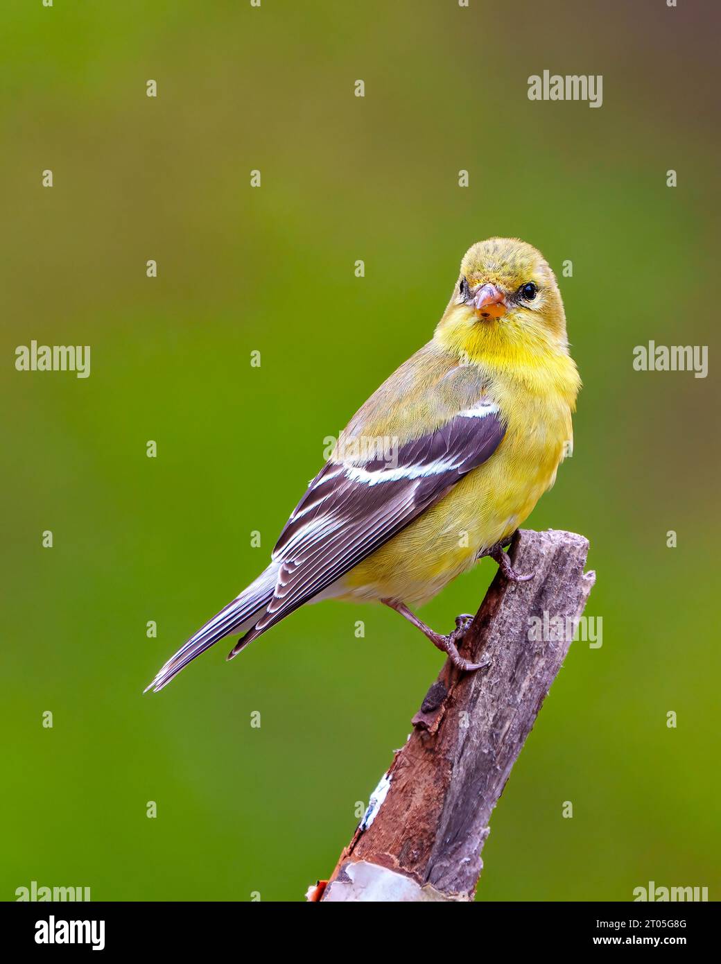 Goldfinch-weibliche Nahaufnahme von der Seite auf einem Ast mit grünem Hintergrund in seiner Umgebung und seinem Lebensraum. Amerikanischer Goldfinch. Stockfoto