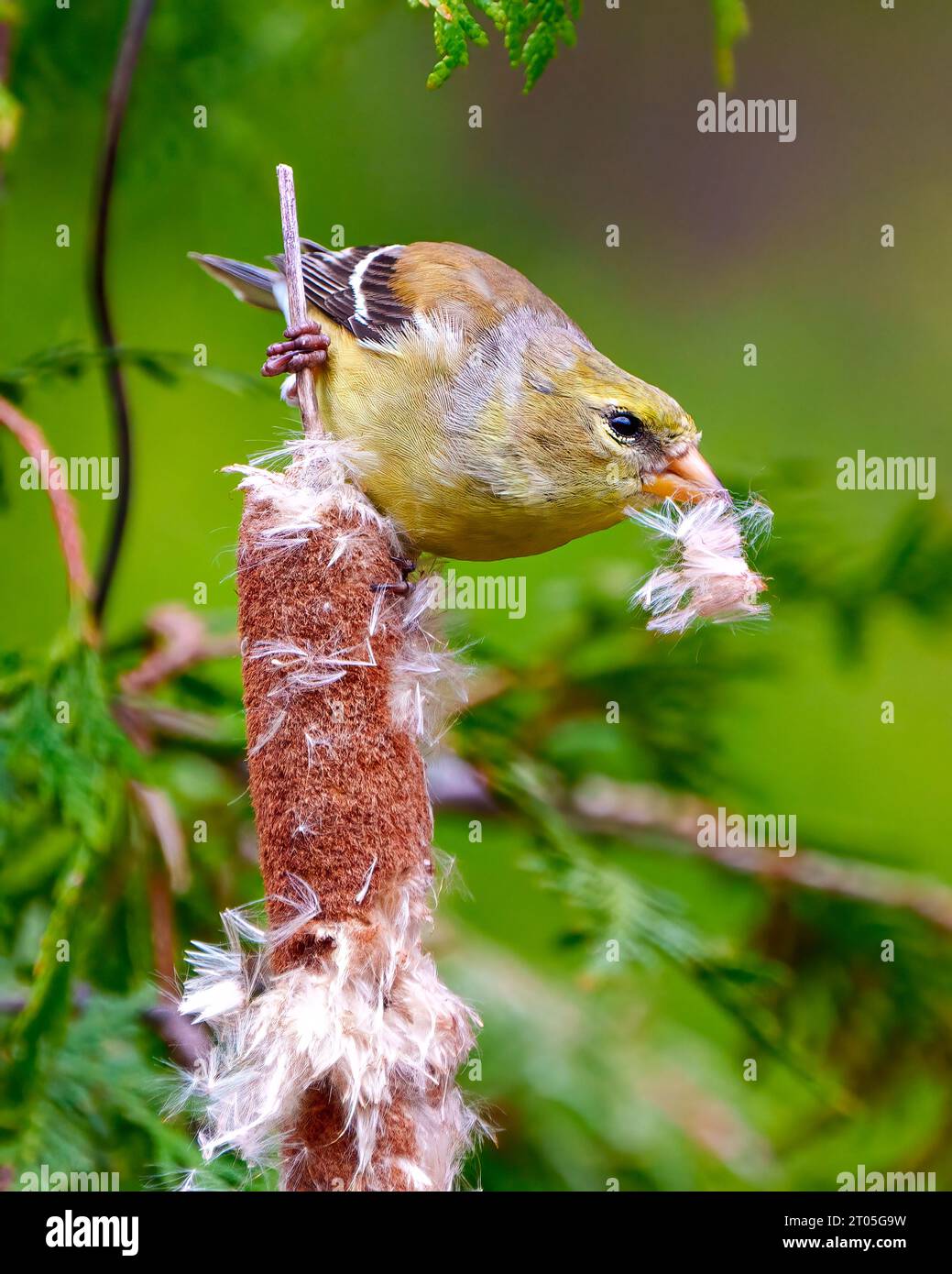 Goldfinch-Weibchen, das auf einem Katzenschwanz sitzt und im Schnabel für ihr Nest mit einem Zedernwald-Hintergrund in seinem Habitat sitzt. Amerikanischer Goldfinch Stockfoto