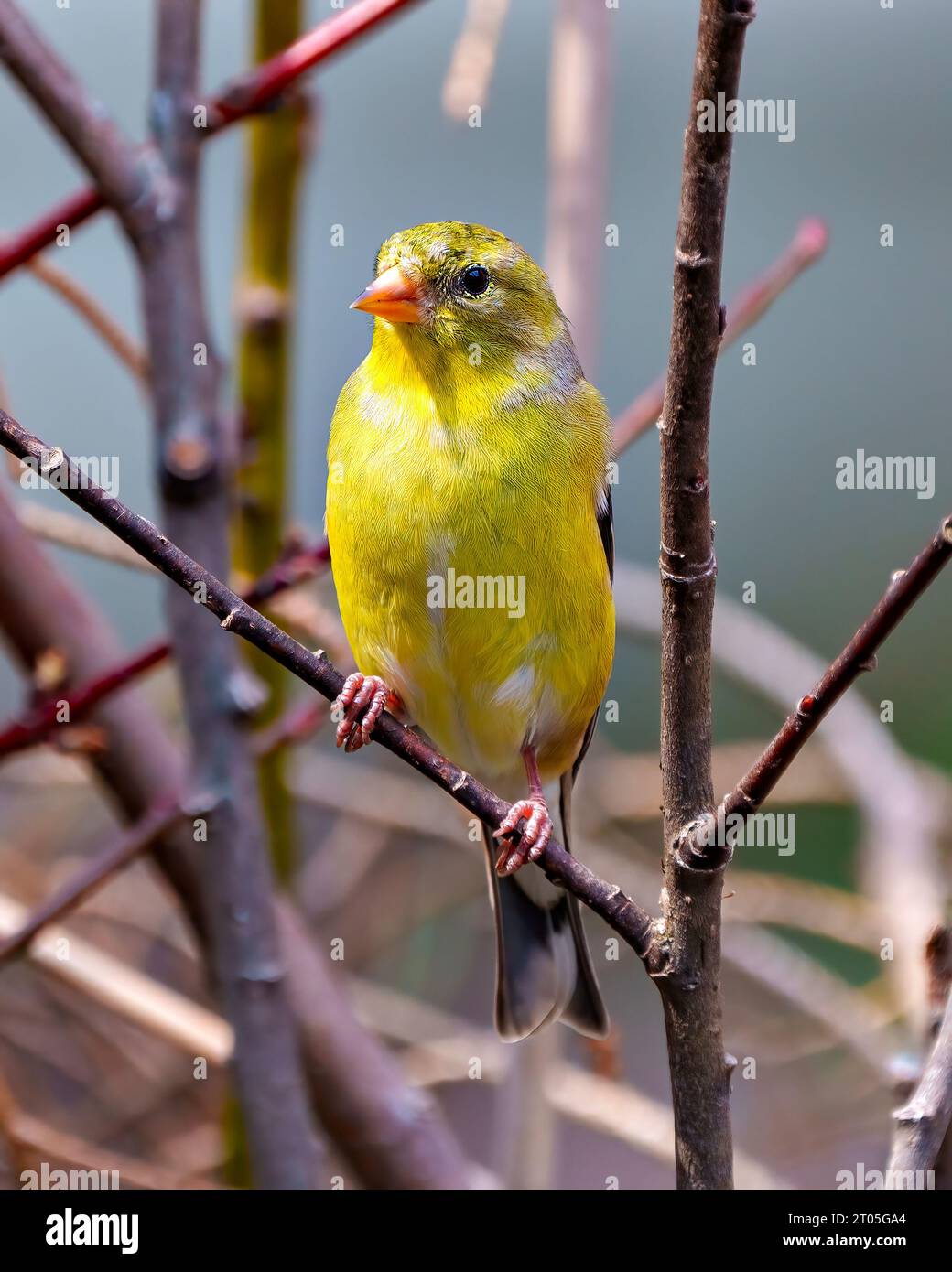 Goldfinch weibliche Nahaufnahme von vorne auf einem Ast mit einem unscharfen Waldhintergrund in seiner Umgebung und seinem Lebensraum. Amerikanischer Goldfinch. Stockfoto