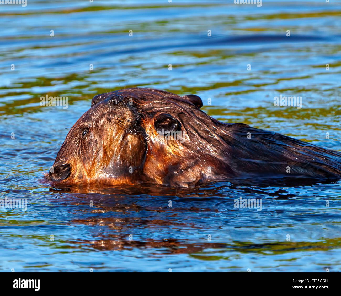Beaver Paare aus nächster Nähe umarmen und genießen ihre Umgebung und ihren Lebensraum. Stockfoto