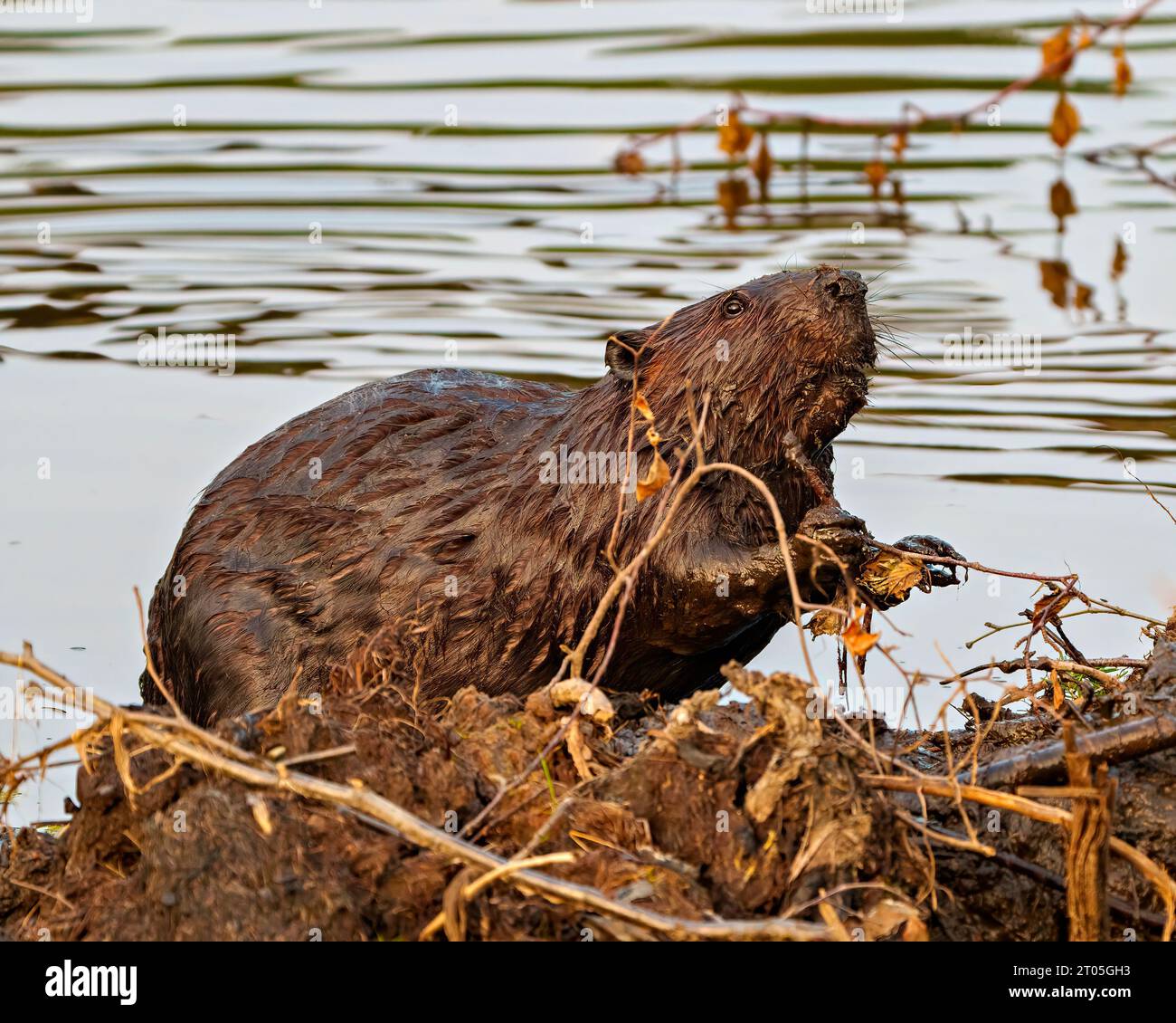 Beaver aus nächster Nähe, Bau eines Biberdamms und einer Lodge in seinem Lebensraum Umgebung und Umgebung, mit nassbraunem Fell. Stockfoto