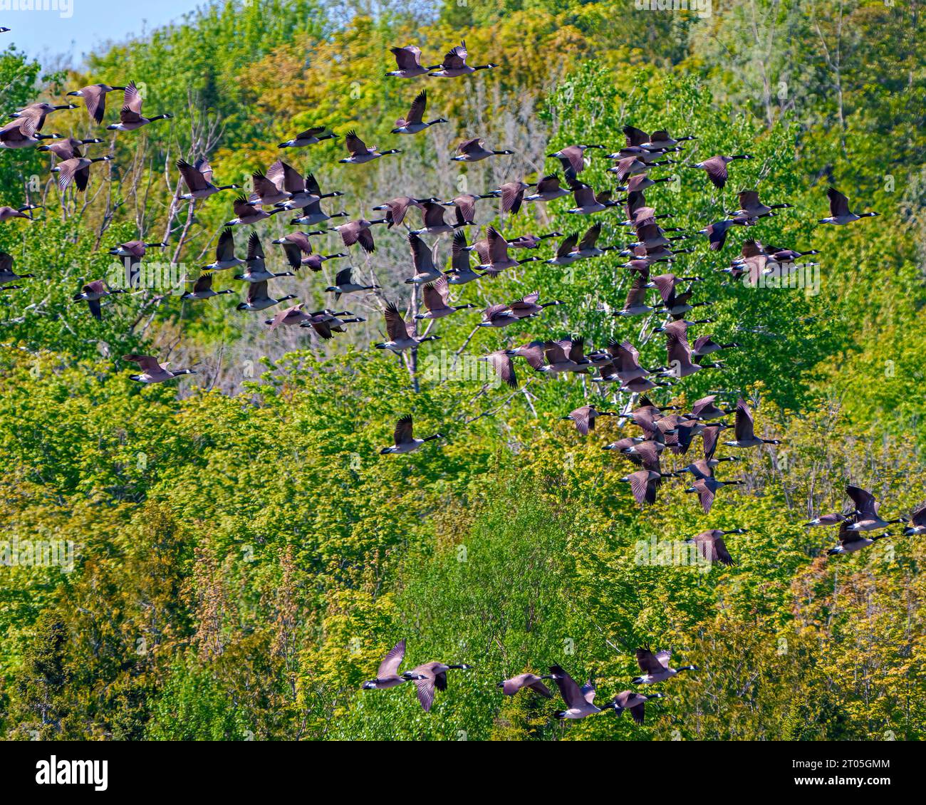 Gruppe von Kanadiengänsen, die über immergrüne Bäume fliegen, Hintergrund in ihrer Umgebung und ihrem Lebensraum. Vogelherde. Fliegende Vögel. Gruppe von Vögeln Stockfoto