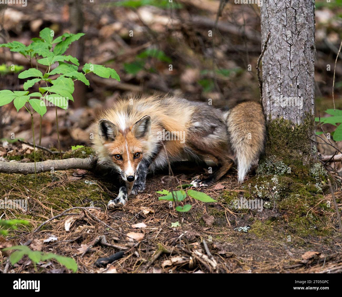 Rotfuchs Nahaufnahme des Waldes mit Moos und unscharfem Hintergrund und Blick auf die Kamera in seiner Umgebung und seinem Lebensraum. Bild. Foto. Stockfoto