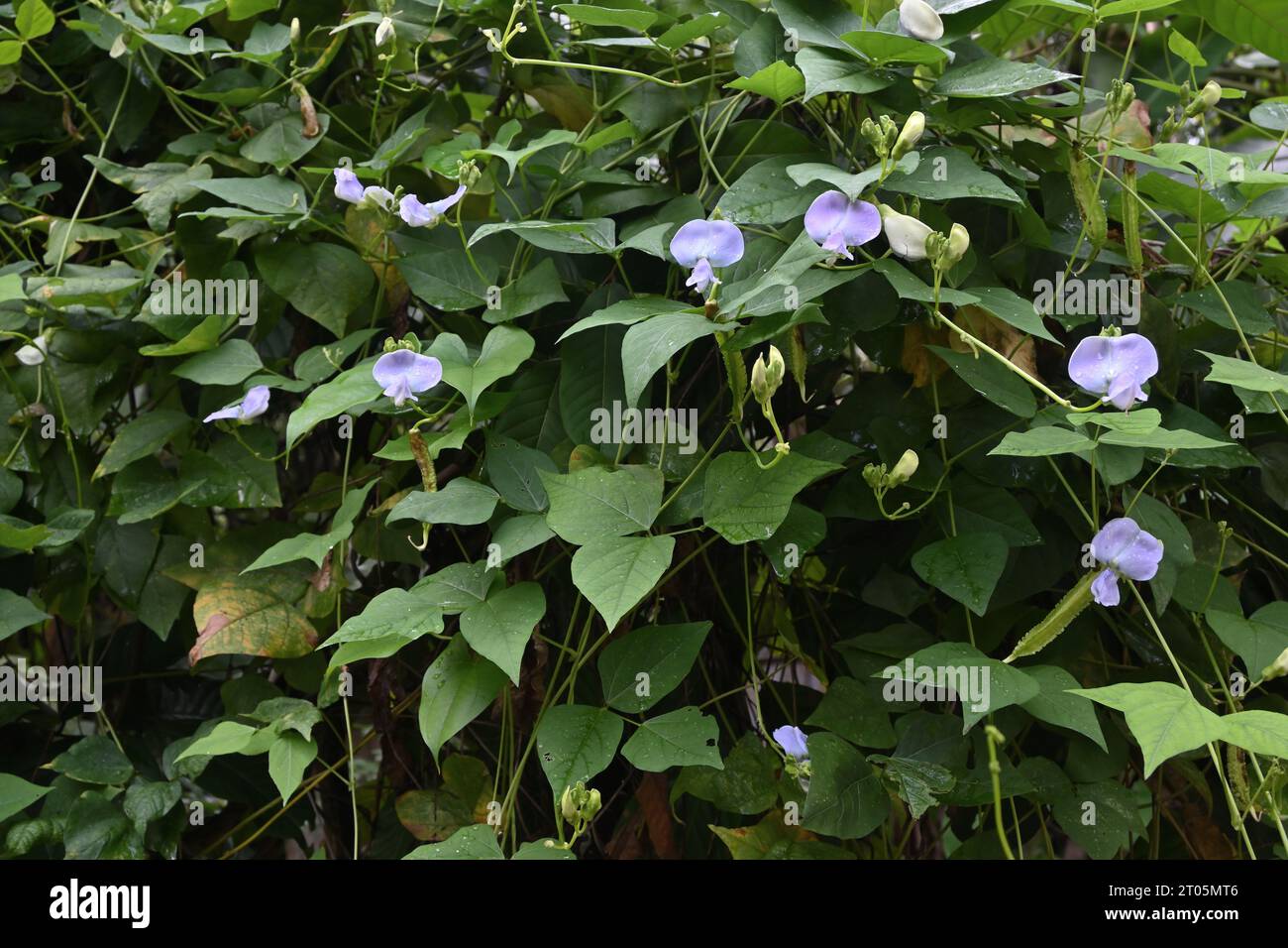 Blick auf eine blühende geflügelte Bohne (Psophocarpus Tetragonolobus) Rebe mit den blassvioletten Blüten Stockfoto