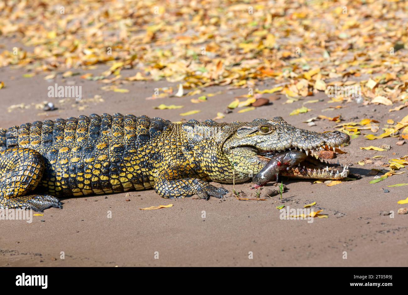 Krokodil mit grünen Augen und frisch gefangenem Fisch Stockfoto