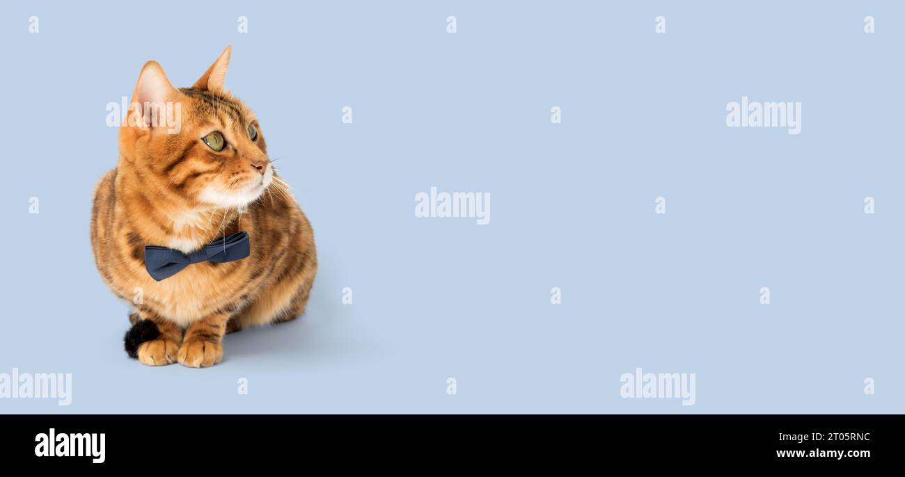 Elegante Ingwerkatze mit Fliege auf blauem Hintergrund. Kopierbereich. Stockfoto