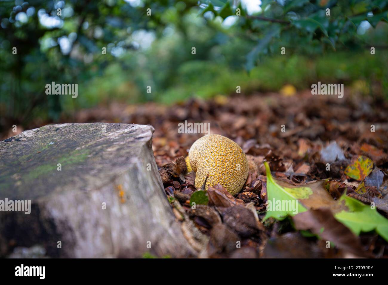 Im Herbst gewachsener Pilz in Großbritannien Stockfoto