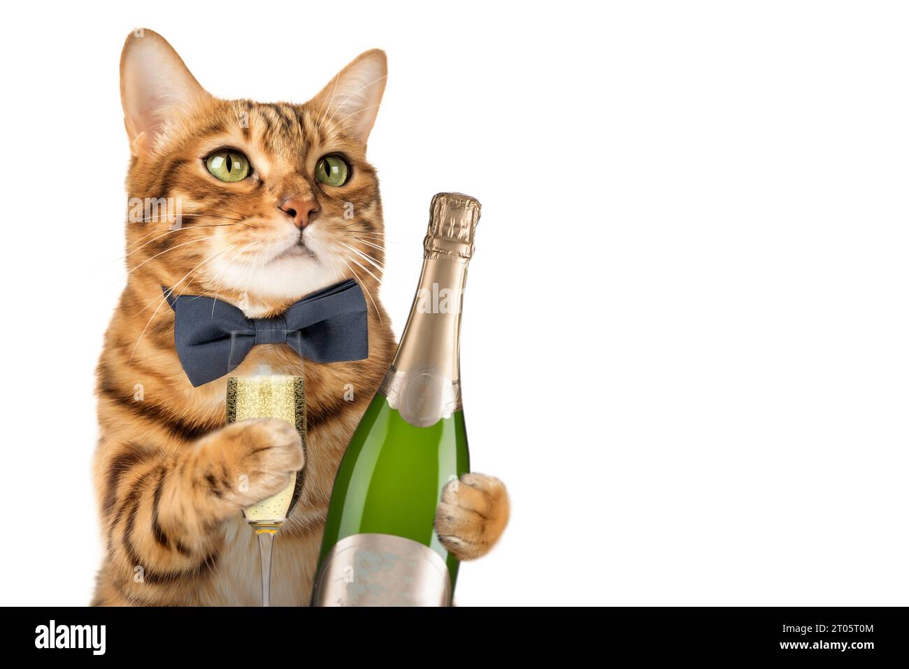 Glückliche Katze in einer Fliege hält ein Glas Champagner auf weißem Hintergrund. Katze mit einer Flasche Champagner zum Geburtstag oder Neujahr. Stockfoto