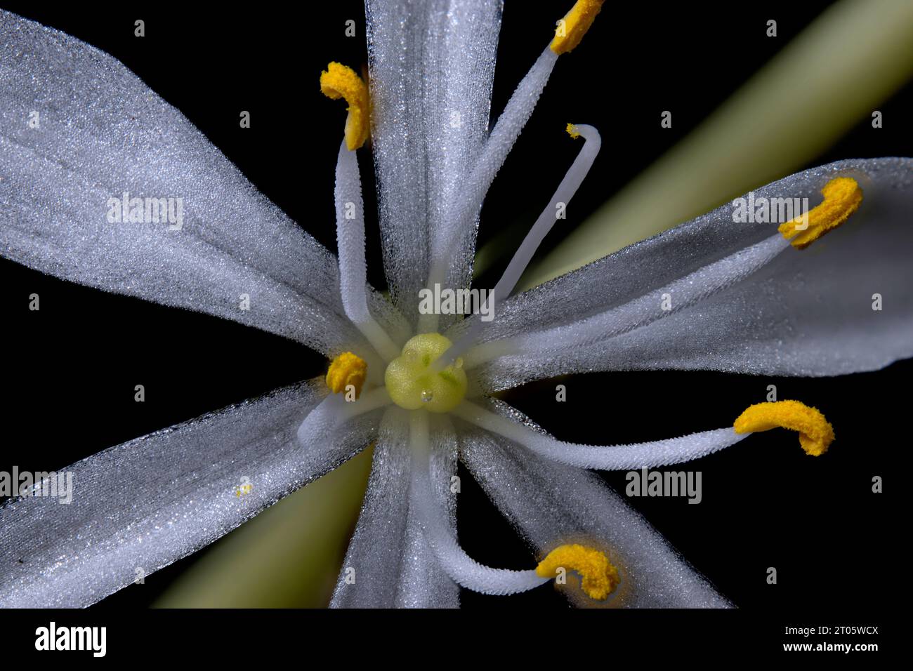 Nahaufnahme einer Spinnenpflanze (Chlorophytum comosum) Stockfoto