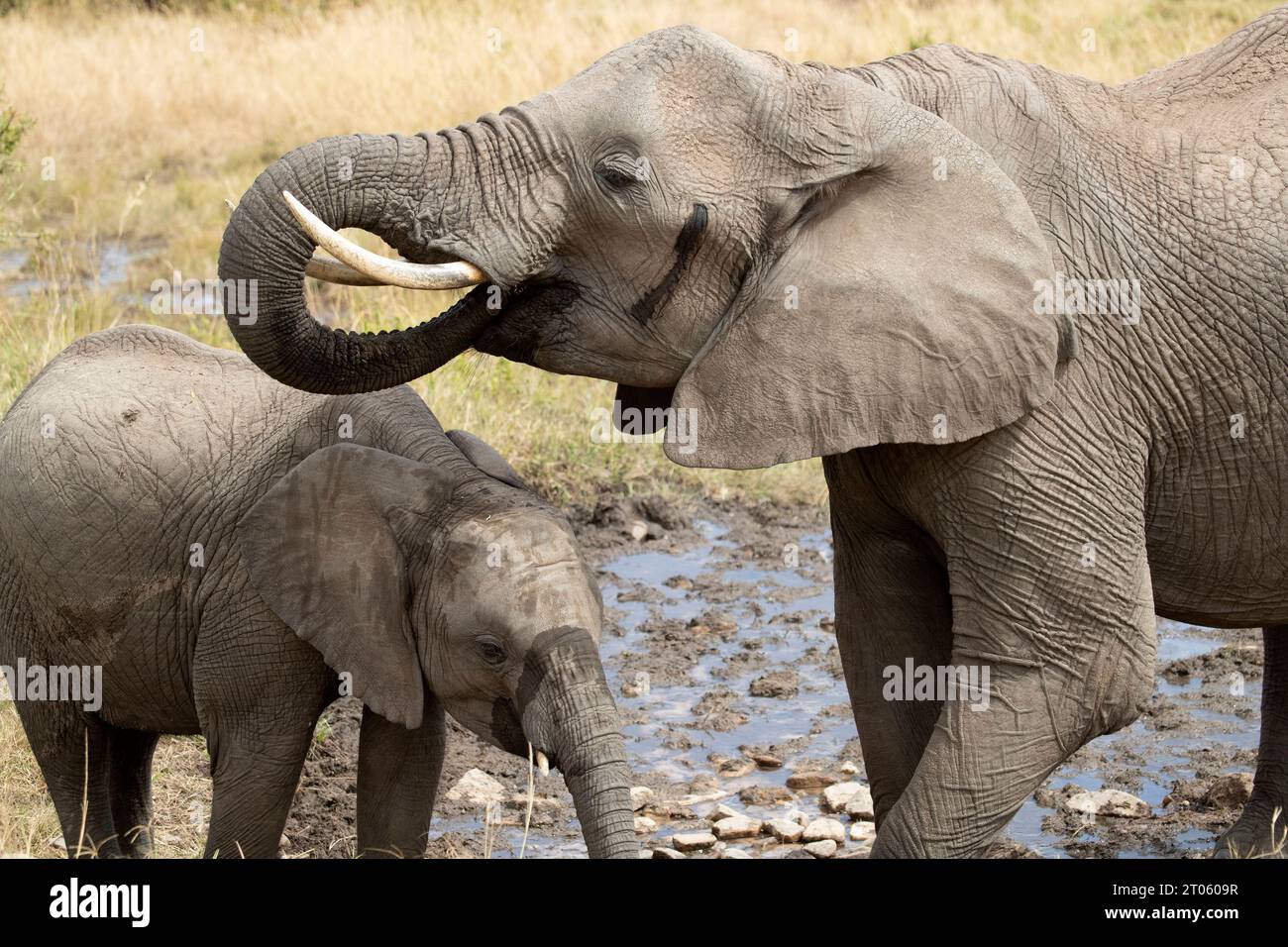 Mutter und Junges eines afrikanischen Savannenelefanten trinken Wasser aus einer afrikanischen Savannenquelle im ersten Licht des Tages Stockfoto