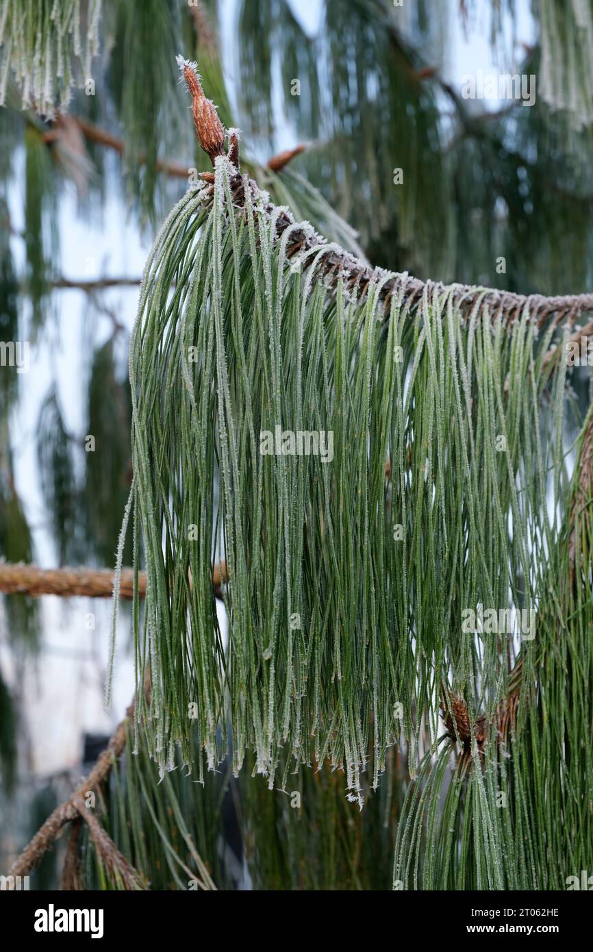 Pinus patula, Patula-Kiefer, Spreitkiefer, mexikanische Trauerkiefer, Pino patula, pino Llorón, frostbedeckte Nadeln in der Mitte des Winters Stockfoto