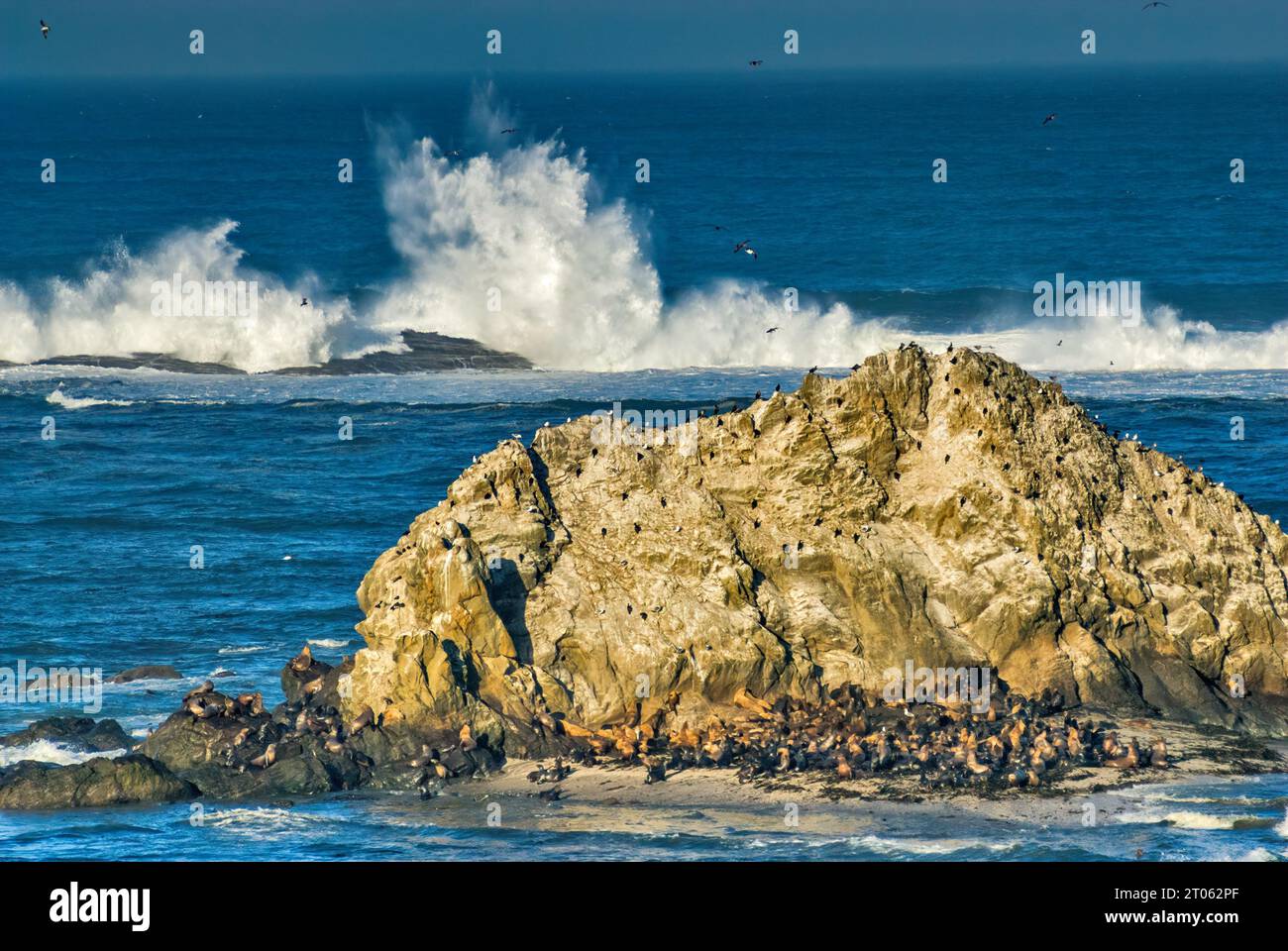Große Wellen stürzen am Simpson Reef und die kalifornische Seelöwenkolonie auf Felsen am Cape Arago, nahe Charleston, Oregon, USA Stockfoto
