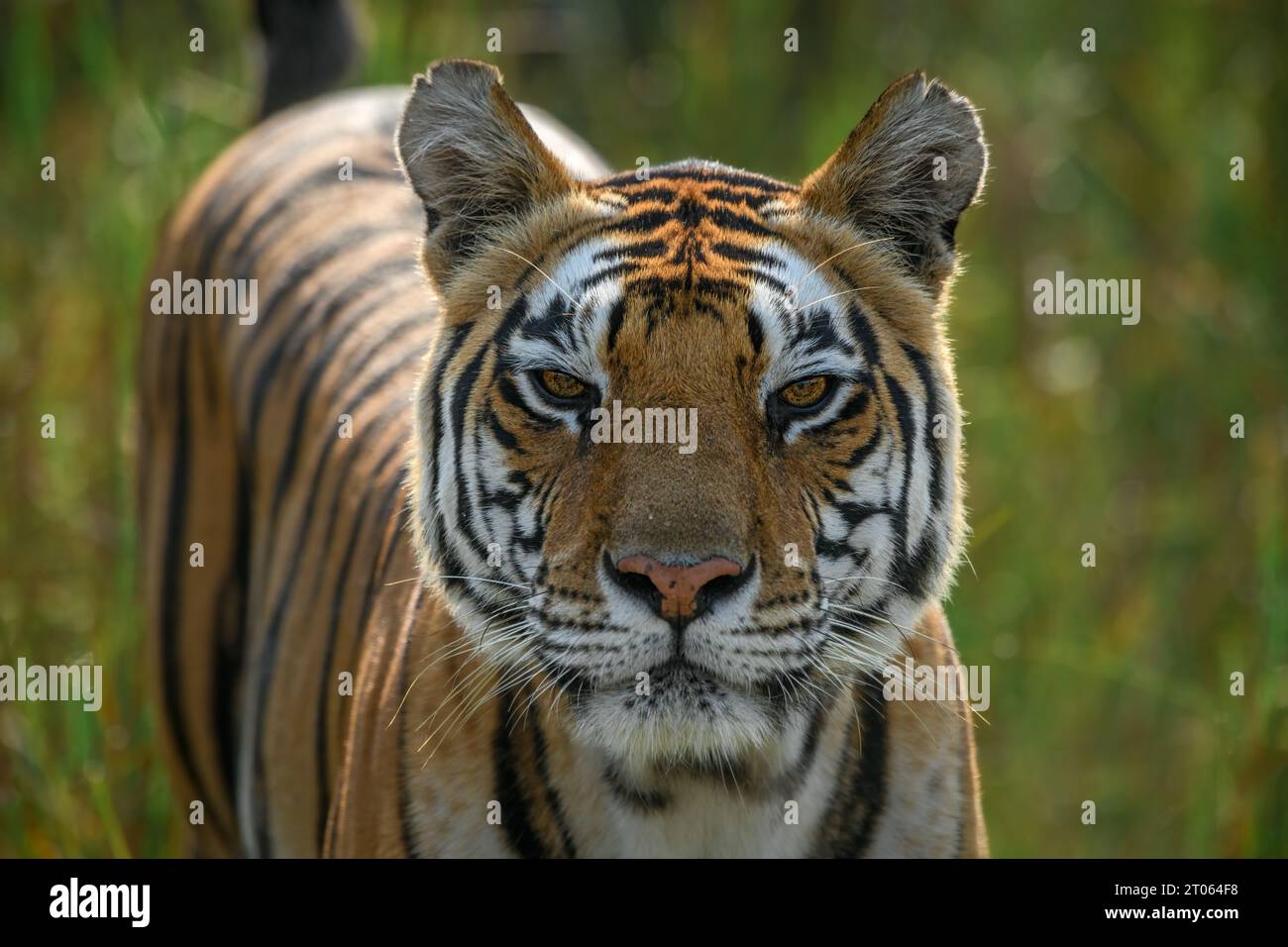 Nahaufnahme eines Porträts einer Tigerin aus dem Kanha-Nationalpark, Indien, das die feinen Details auf dem Gesicht und seine einzigartigen Augen zeigt Stockfoto