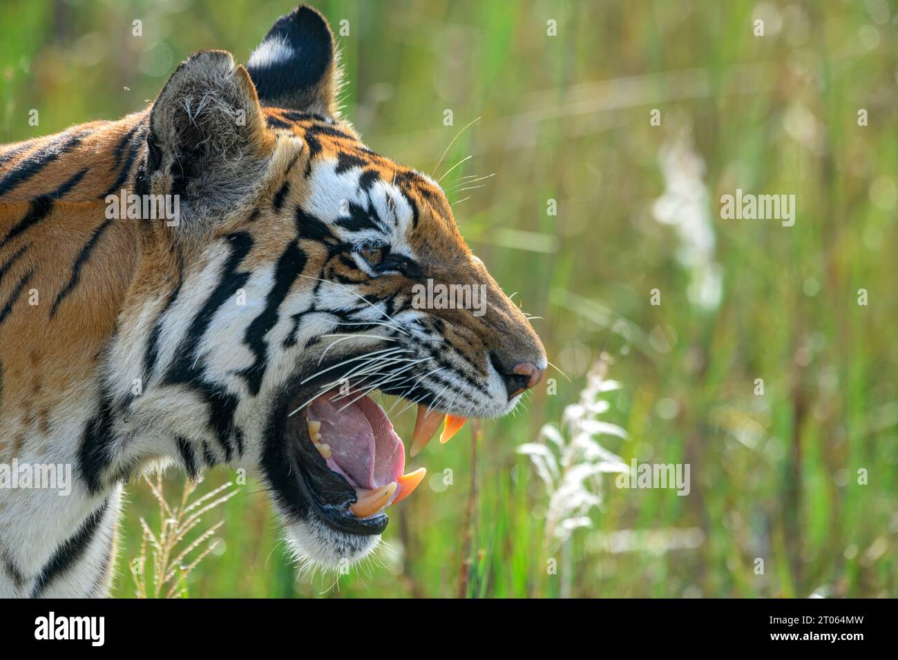 Nahaufnahme einer Tigerin, die ihre Jungen im Kanha-Nationalpark, Indien, ruft Stockfoto