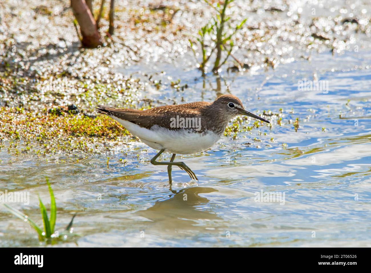 Grüner Sandpiper (Tringa ochropus), der im Sommer kleine wirbellose Tiere im Flachwasser entlang des Teichufers in Feuchtgebieten sucht Stockfoto