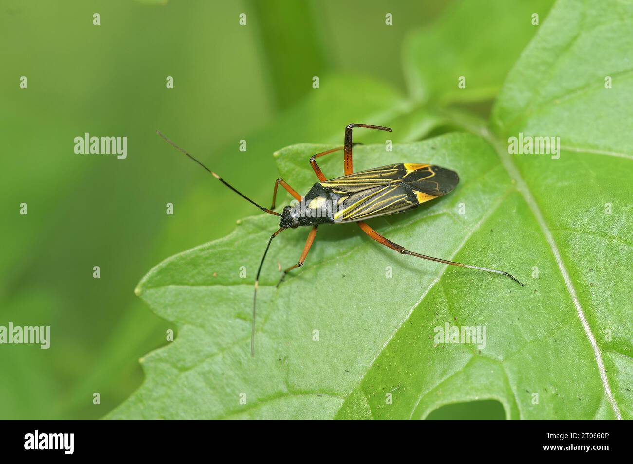 Natürliche Nahaufnahme auf dem bunten erwachsenen feinem, gestreiften Bugkin, Miris striatus, der auf einem Eichenblatt sitzt Stockfoto