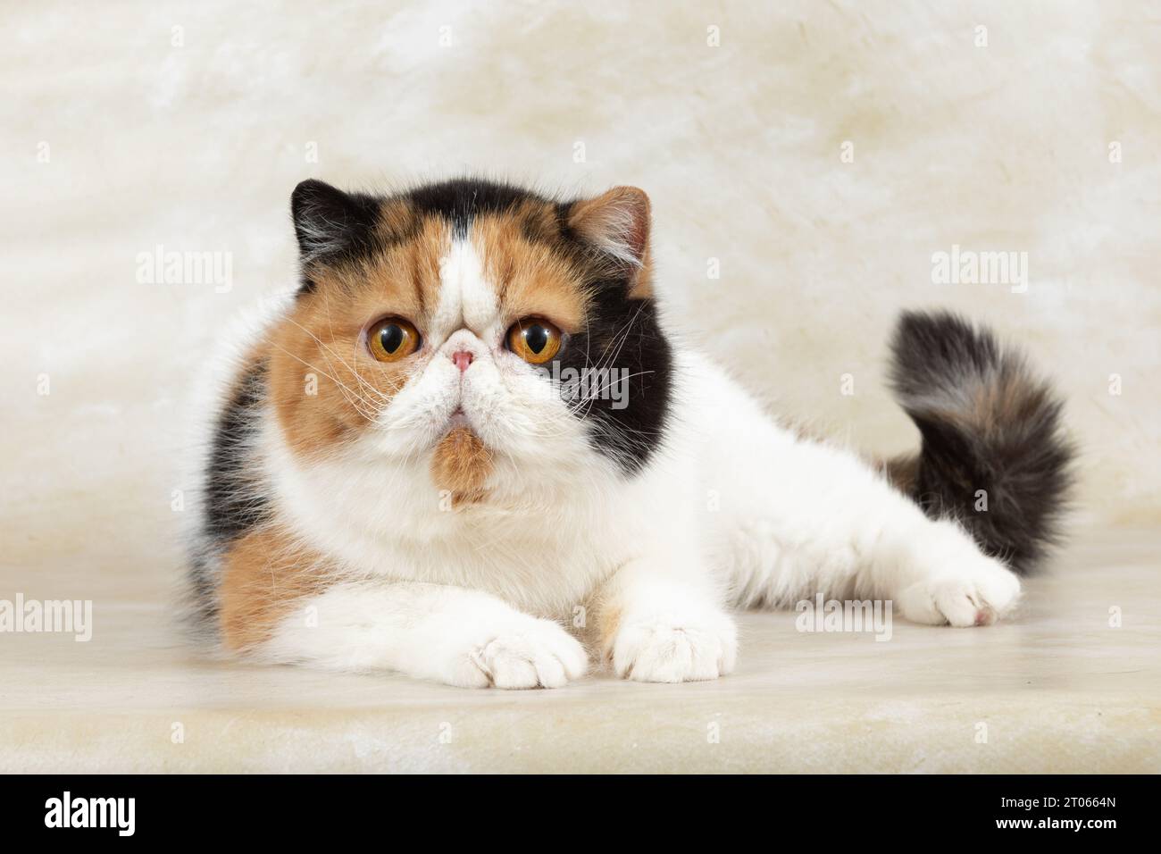 Schöne exotische Kurzhaarkatze liegt auf hellem Hintergrund des Ateliers. Farbe Schildpatt mit weiß Stockfoto