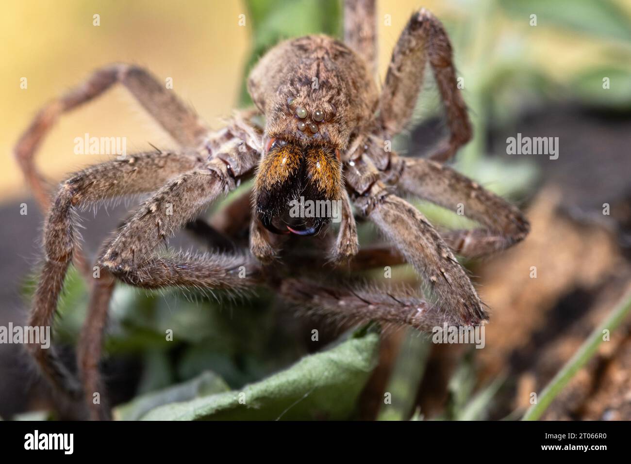 Die Schuppenhaut einer Tropical World Spider zeigt Details von Zähnen und Haupt- und Nebenaugen am Cephalothorax (Kopf). Sie sind flüchtige Jäger. Stockfoto