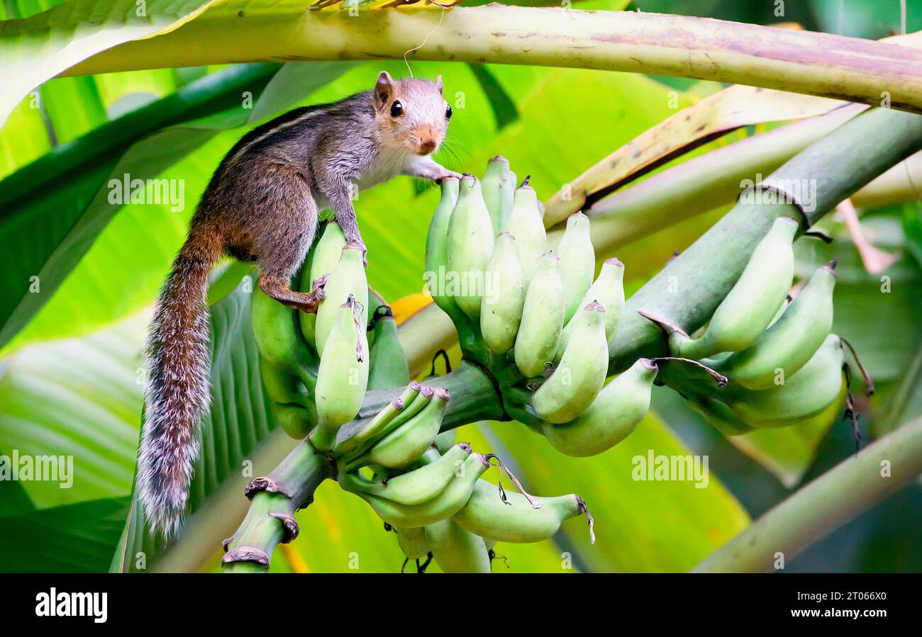 Indisches Eichhörnchen in Bananenbaum HD Bild Stockfoto