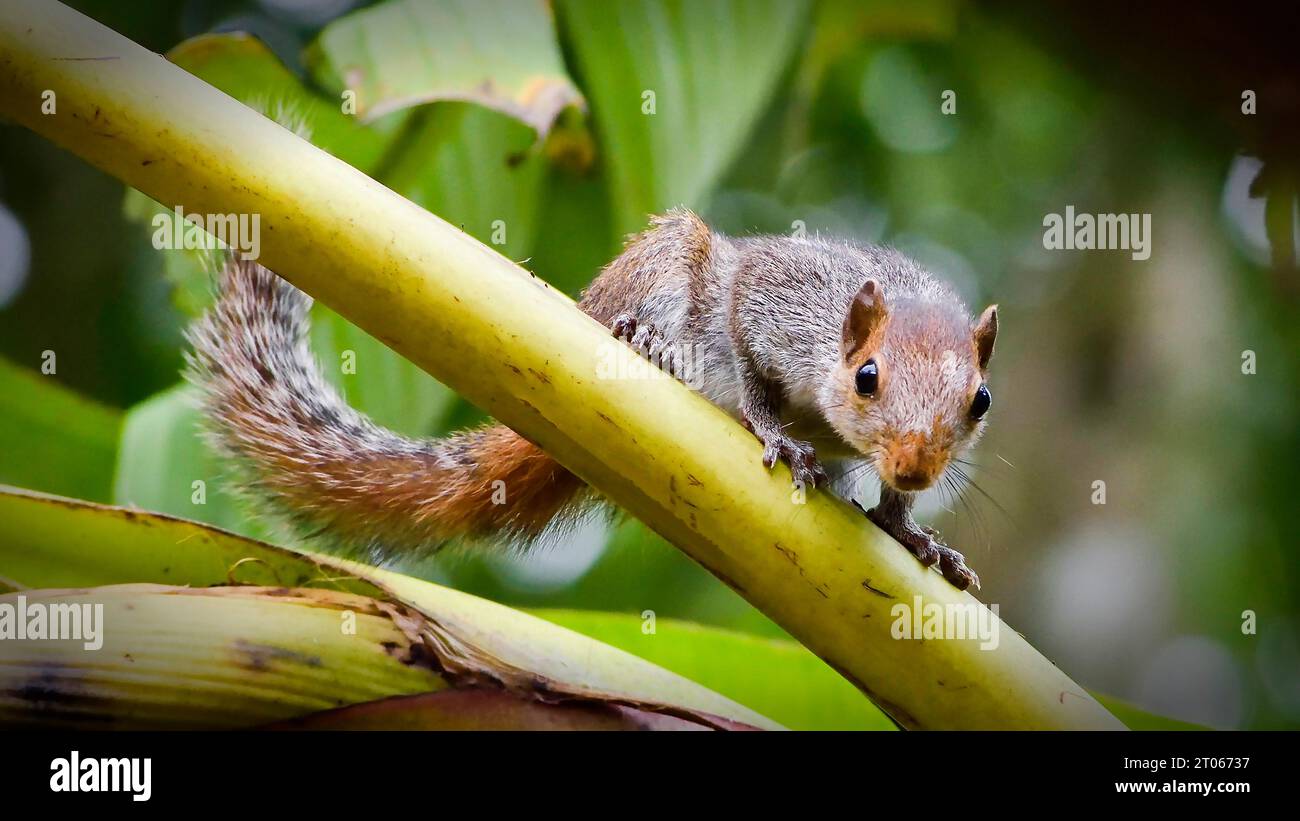 Indisches Eichhörnchen in Bananenbaum HD Bild Stockfoto