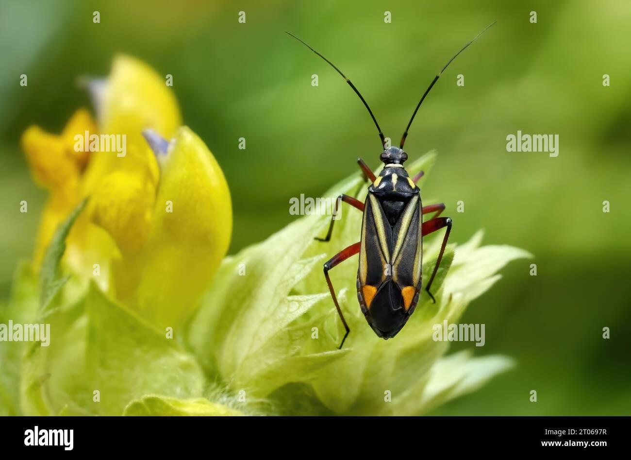 Hadrodemus m-flavum - mirid-Käfer an der blühenden Pflanze große gelbe Rassel Stockfoto