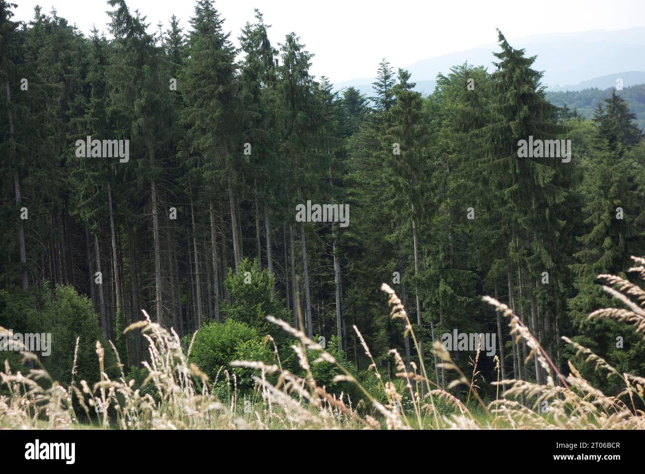 Aufforstung oder Wiederaufforstung in Einem Wald, Baumpflanzung und Wachstum Aufforstung oder Wiederaufforstung in Einem Wald Credit: Imago/Alamy Live News Stockfoto