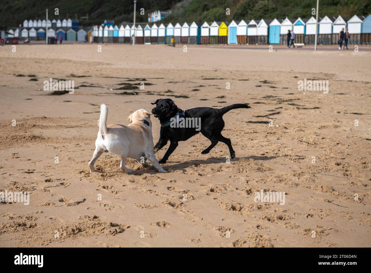 Hunde laufen Ende September 2023 am Strand von Bournemouth Stockfoto