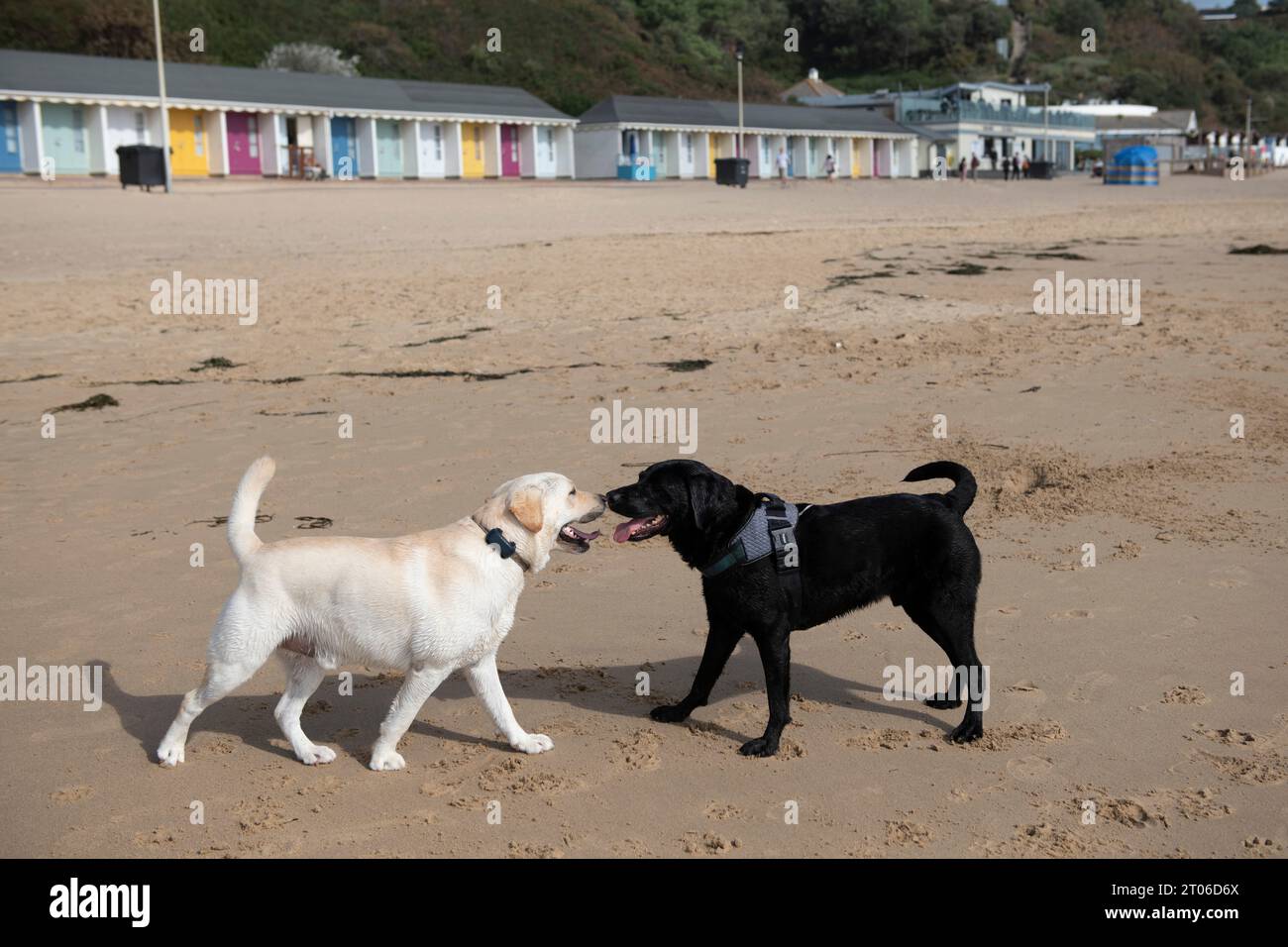 Hunde laufen Ende September 2023 am Strand von Bournemouth Stockfoto