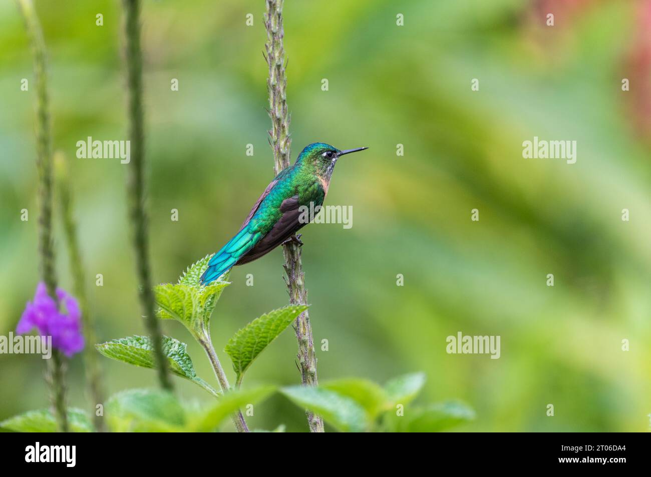 Hochsitzender männlicher Langhaar Sylph (Aglaiocercus kingii) in Ecuador Stockfoto