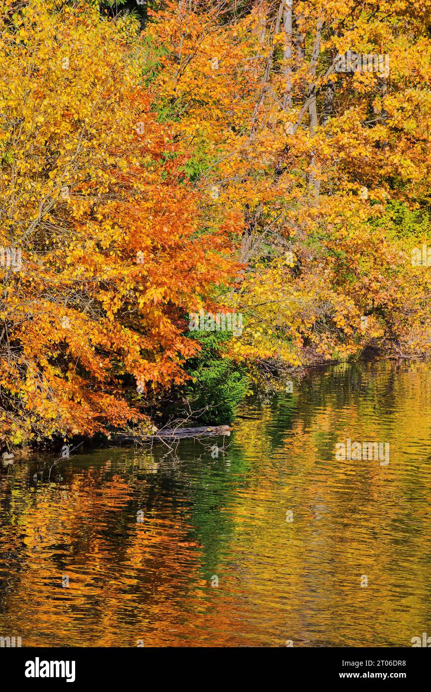 Buntes Laub von Bäumen am Ufer eines Sees, das sich auf der welligen Wasseroberfläche spiegelt. Blätter über dem Wasser. Wunderschöner Natur Hintergrund Stockfoto