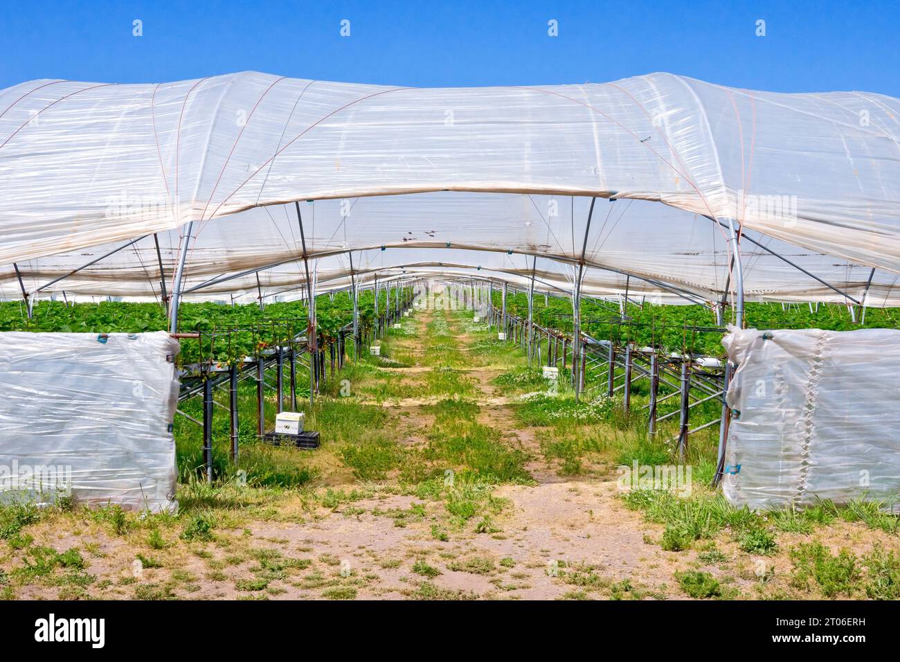 Der Eingang zu einem Polytunnel auf einer intensiven Weichobst-Farm an der Ostküste Schottlands, der Reihen von Bänken zeigt, die dem Anbau von Erdbeeren gewidmet sind. Stockfoto