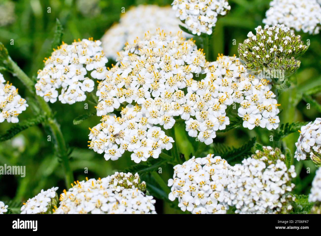 Schafgarbe (achillea millefolium), Nahaufnahme mit Fokus auf einen einzelnen großen Blumenkopf aus vielen, mit Knospen, die noch zu blühen sind. Stockfoto