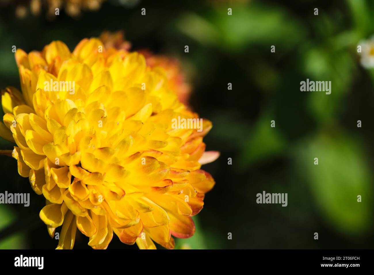 Gelber Blumenhintergrund grünes Laub Stockfoto