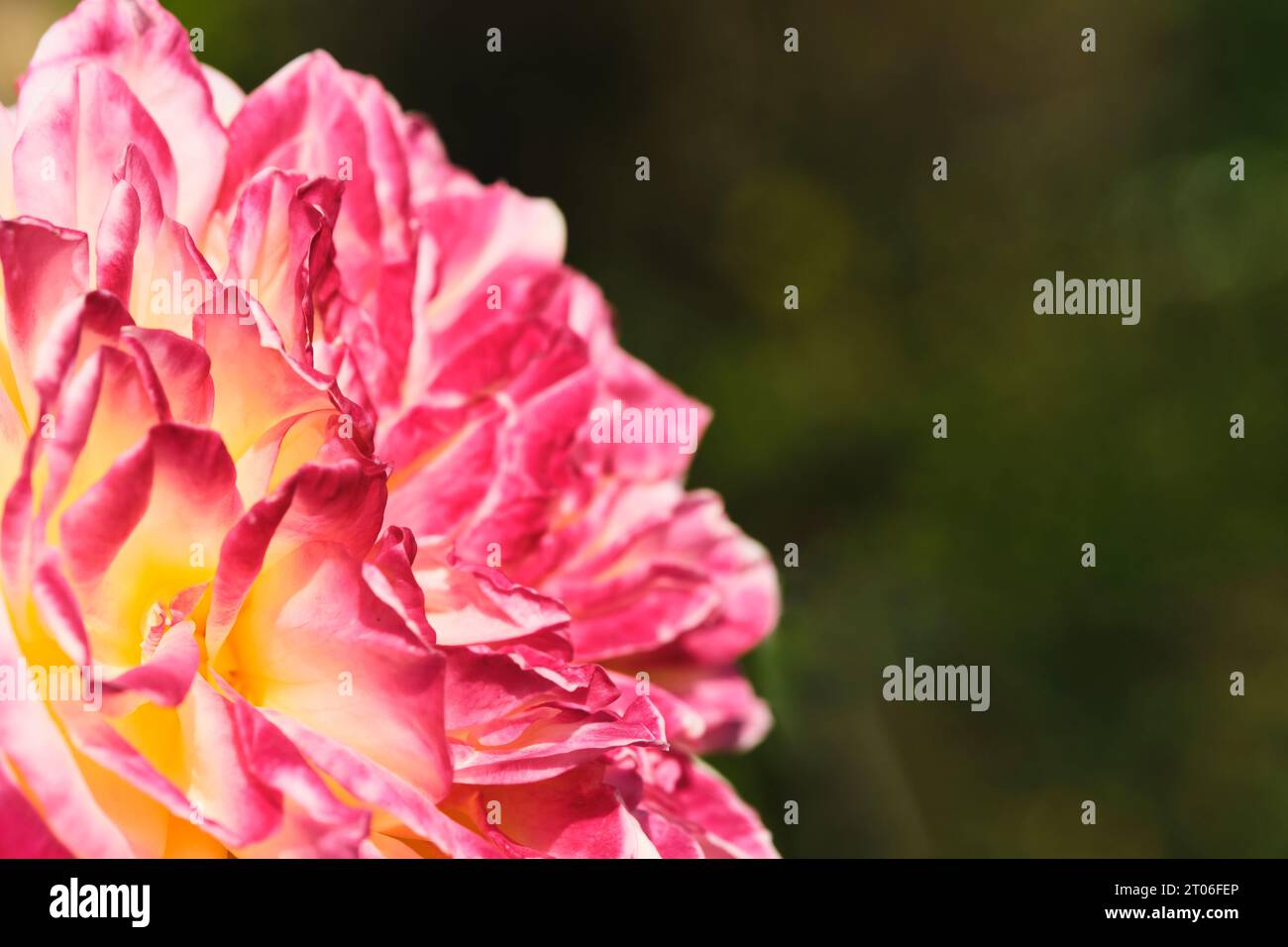 Rosa Blume Hintergrund grünes Laub Stockfoto
