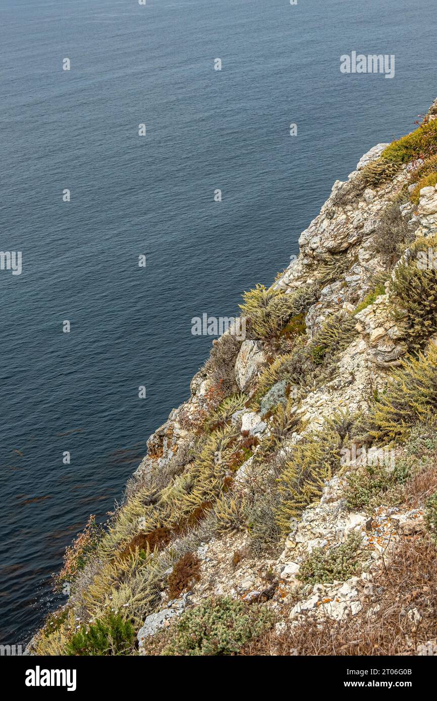 Santa Cruz Island, CA, USA - 14. September 2023: Verschiedene Grüntöne fanden fruchtbaren Boden zwischen weißen Felsen auf der Spitze der Küstenklippe Stockfoto