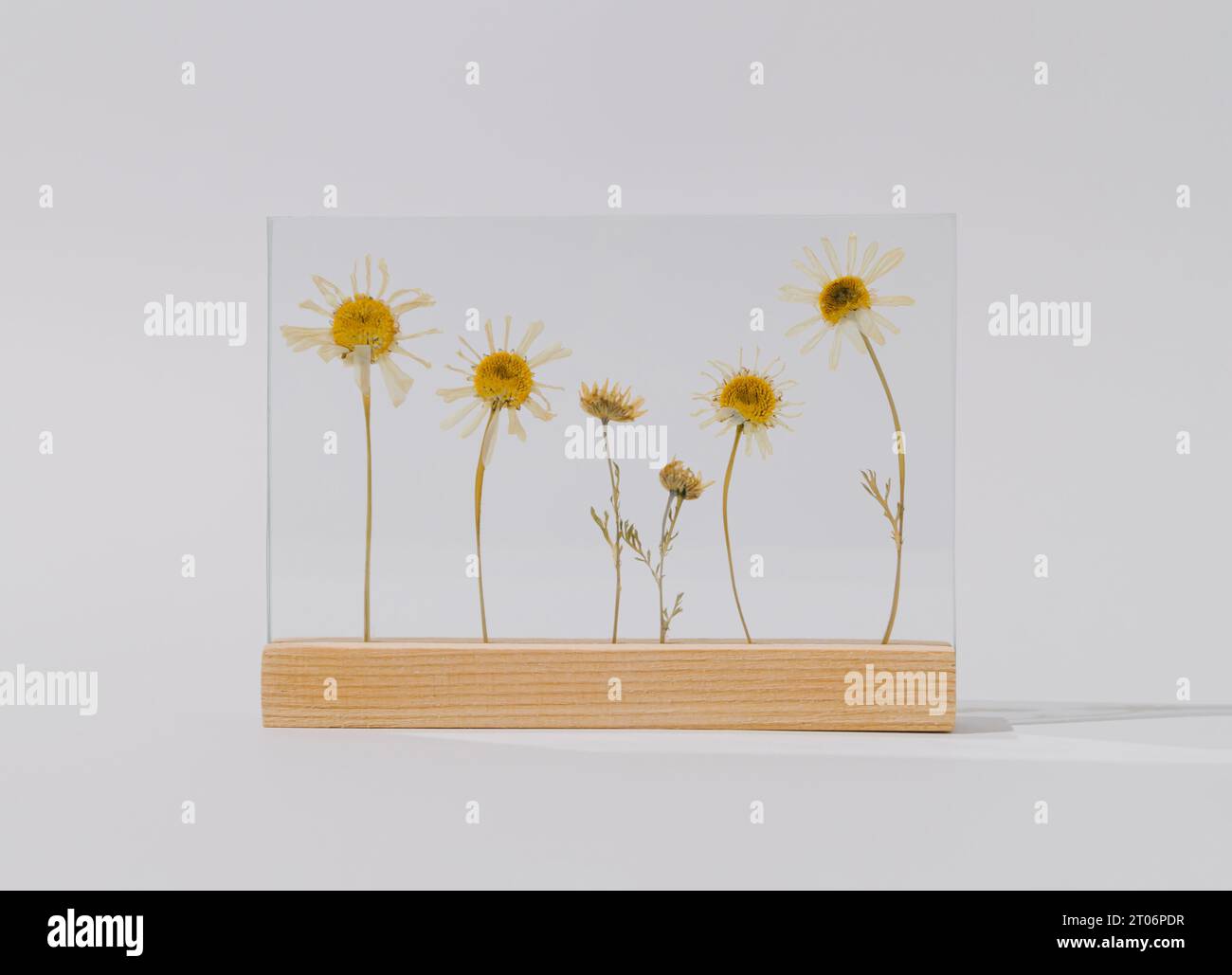 Kreatives Ornament aus Gänseblümchen auf weißem Hintergrund. Minimal Flowers Konzept. Trendige Gänseblümchen-Idee. Die ästhetische Komposition der Blumen. Stockfoto