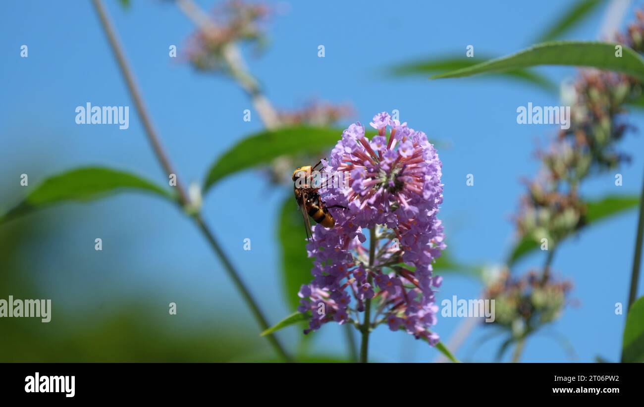 Eine Wespe, die auf einer rosa Blume in der Sonne läuft. Stockfoto