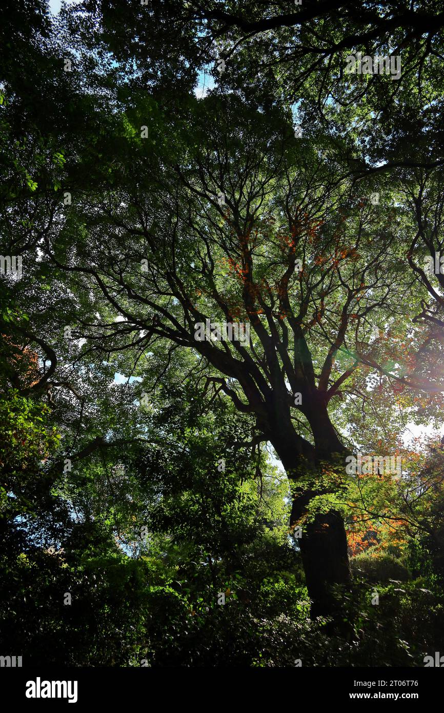 Immergrüner Herbstwald mit einer Mischung von Bäumen mit bunten Blättern Stockfoto