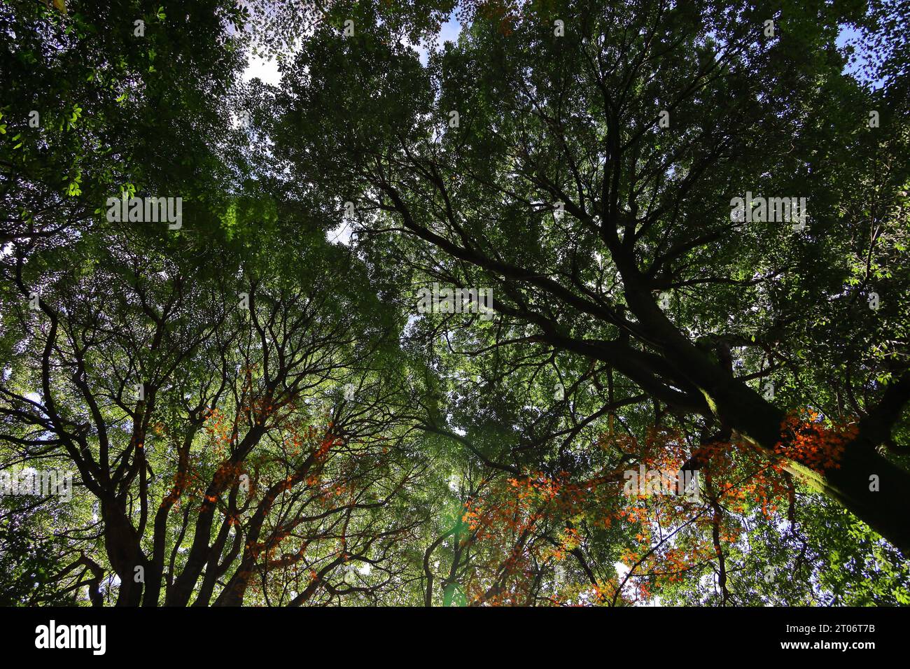 Immergrüner Herbstwald mit einer Mischung von Bäumen mit bunten Blättern Stockfoto