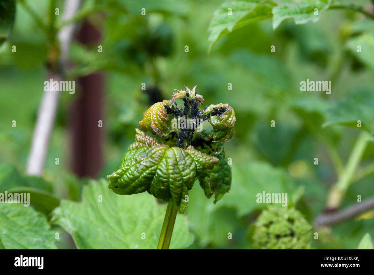 Viburnum-Zweig mit Blättern, die im Frühjahr von schwarzen Blattläusen befallen sind. Junge Triebe sind von Schädlingen betroffen, die sich nur von Viburnum ernähren. Verformt und verdreht Stockfoto