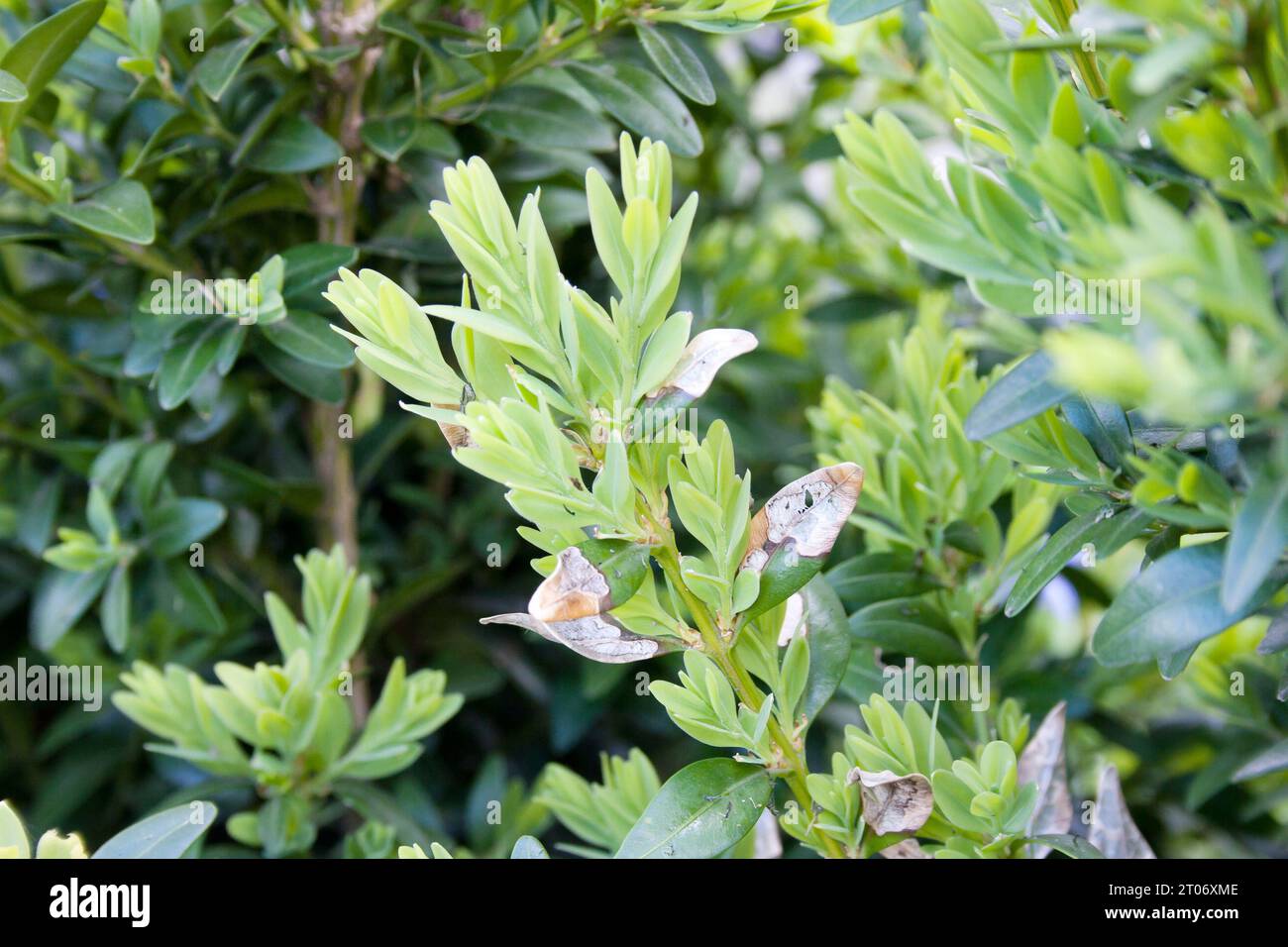 Junge Buxus-Blätter werden von der Kastenmotte raupe gegessen, dem größten Buxus-Schädling. Invasive Arten in Europa. Gefährlicher Gartenschädling. Weichzeichner. Stockfoto