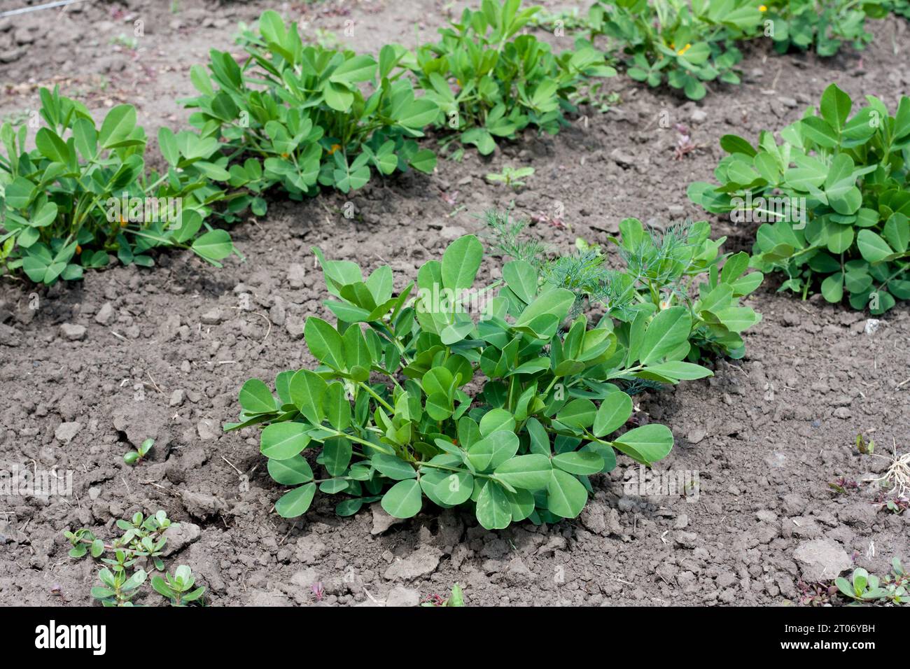 Erdnusspflanzensträucher, die im Garten wachsen. Anbau von Erdnüssen im offenen Boden im gemäßigten kontinentalen Klima. Bio-Affennussprossen. Sommer. A Stockfoto