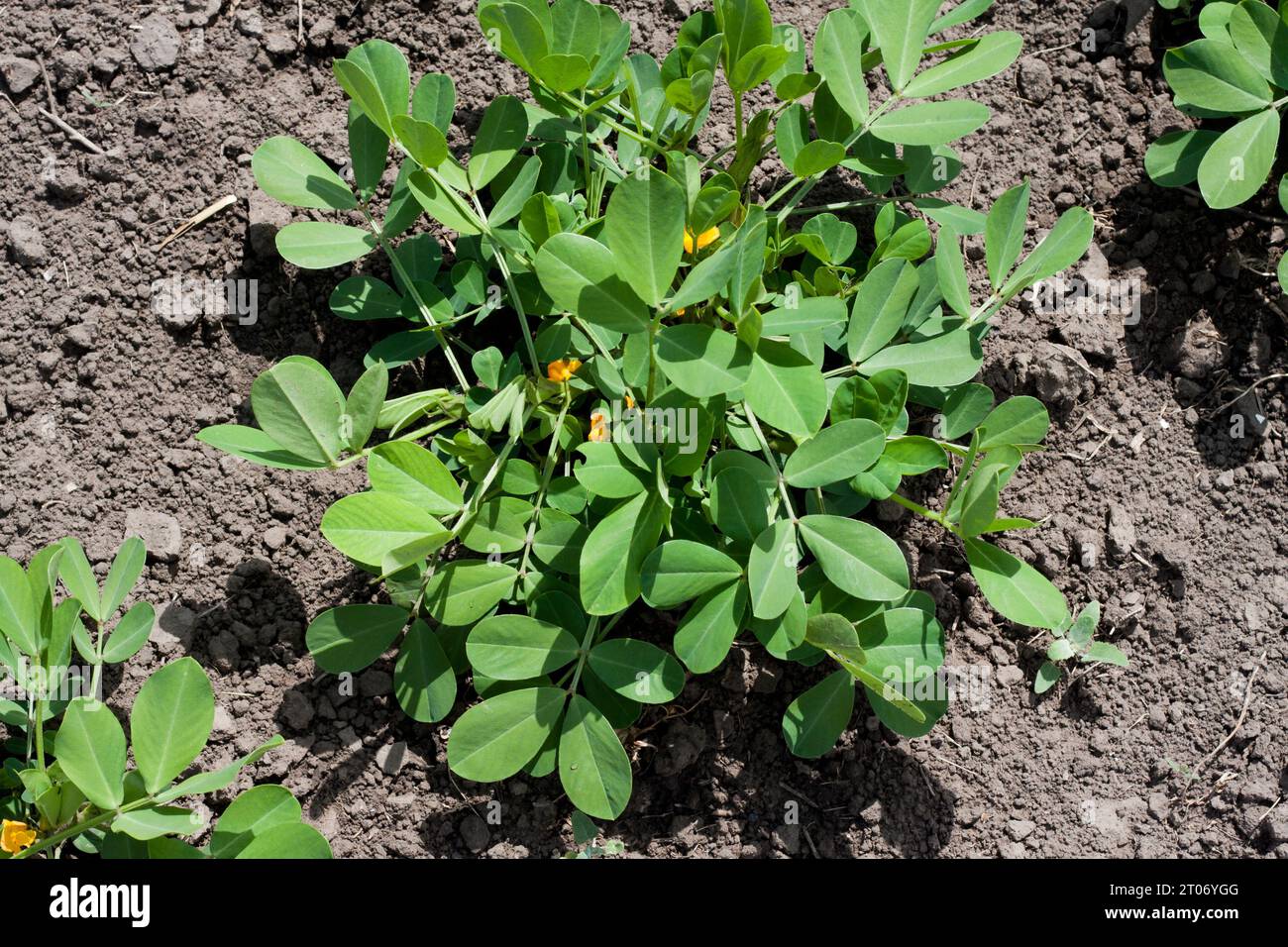 Erdnusspflanzensträucher, die im Garten wachsen. Anbau von Erdnüssen im offenen Boden im gemäßigten kontinentalen Klima. Nahaufnahme organischer Affennussprossen. S Stockfoto