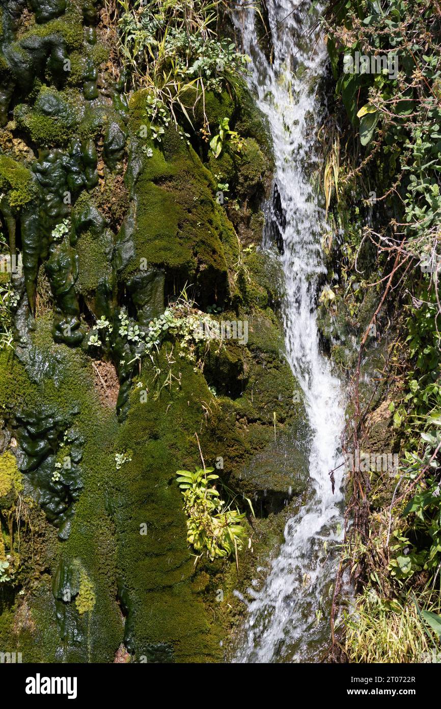 Die Wand ist voller Vegetation, grüner Farbe und Wasser Stockfoto