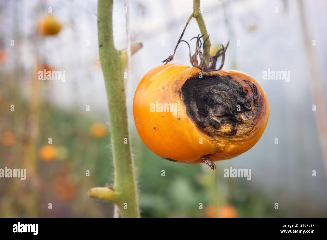 Nahaufnahme von organischen Tomaten, die mit Phytophthora infestans infiziert sind, selektiver Fokus. Stockfoto