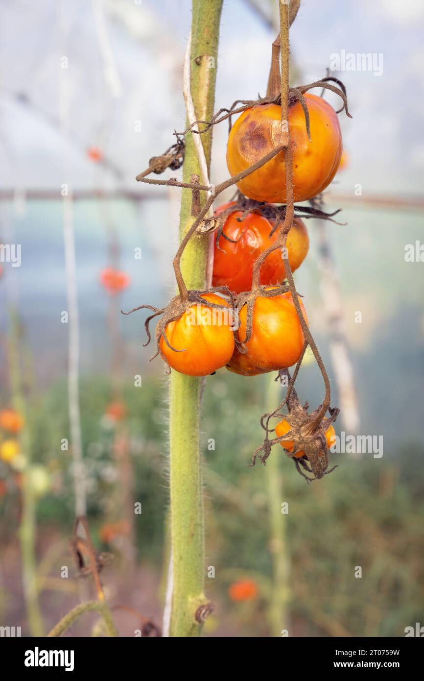 Nahaufnahme von organischen Tomaten, die mit Phytophthora infestans infiziert sind, selektiver Fokus. Stockfoto